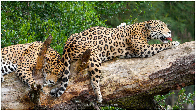 Resting Jaguars, South Africa