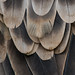 Gyps fulvus, Griffon vulture, Grifone