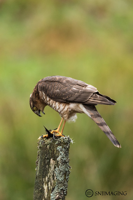 Male Sparrowhawk (juv)