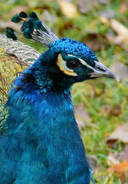 Pfau - blue peafowl - Pavo cristatus