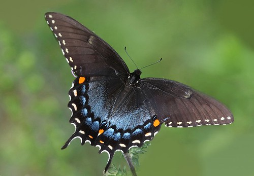 blue orange black yellow butterfly swallowtail tigerswallowtail richmondcounty papilioglaucus blackmorph eyespot