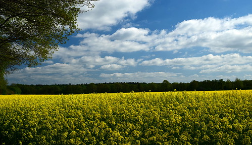 light shadow sky plants cloud sun plant tree green field grass yellow clouds forest germany countryside spring quiet hill can filter silence 1750 polarizer tamron canola holstein hoya itzehoe schleswig 72mm d3300