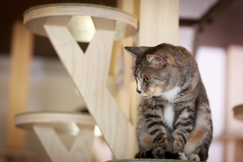 Observing 4 | by jcphoto-2013