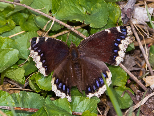Mourning Cloak by Happy_Peasant