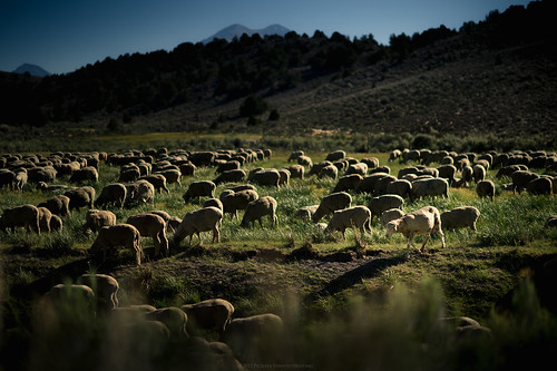 bodie california easternsierra nikond4 pichayaviwatrujirapong sheep usa unitedstatesofamerica zolashine unitedstates