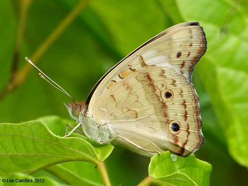 butterfly ecuador buckeye 2012 lpjc junoniagenoveva apuyaridge