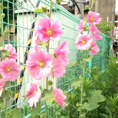 通勤途中の花 | #flower Uploaded from Streamzoo | Michishita Masaaki | Flickr