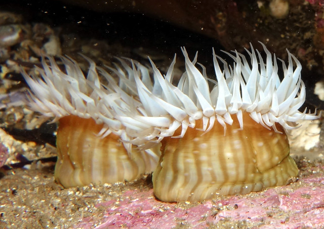 White striped anemone - Anthothoe albocincta