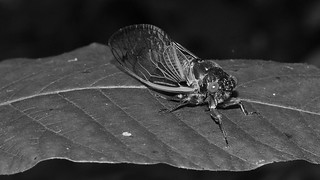 Cicada on leaf (2013 Brood II, Magicicada septendecim, also called Pharaoh Cicada or the 17-year Locust) | by Stephen Little