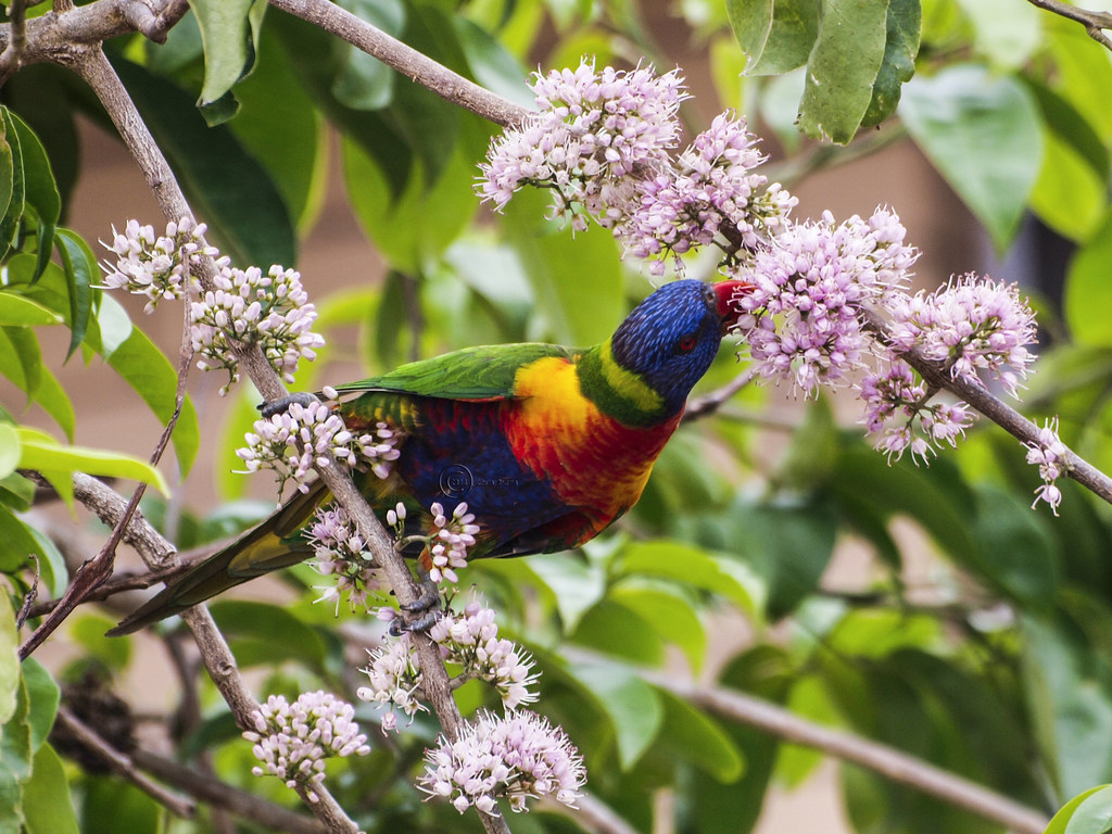 the nectar hunters - rainbow lorikeet in a eurodia tree | Flickr