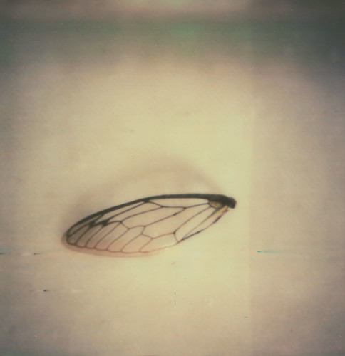 Untitled | by Sarah Kirkham