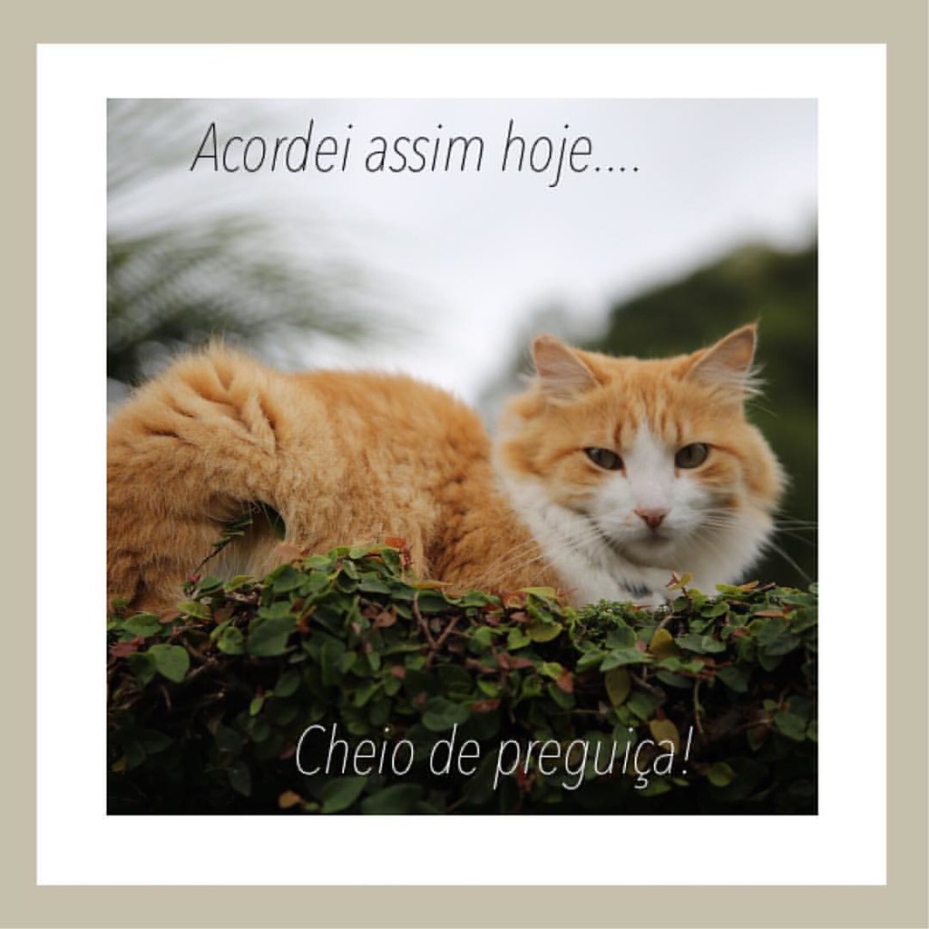Bom dia pra quem é de bom dia! #gatos #amogatos #felinos #… | Flickr