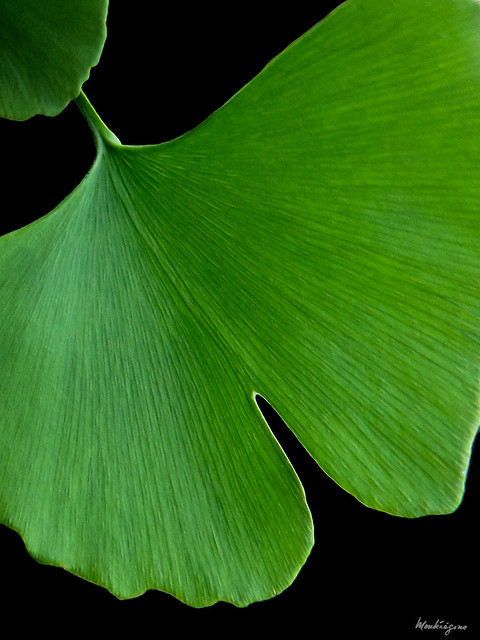 Ginkgo biloba leaf - Feuille de Ginkgo