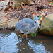 Great Blue Heron, Greensboro, NC, 2006