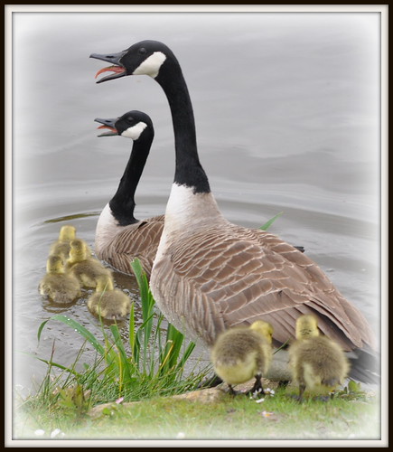 Canada Geese family | by maryimackins