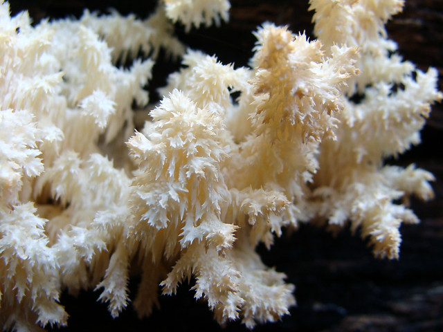 Hericium coralloides, 