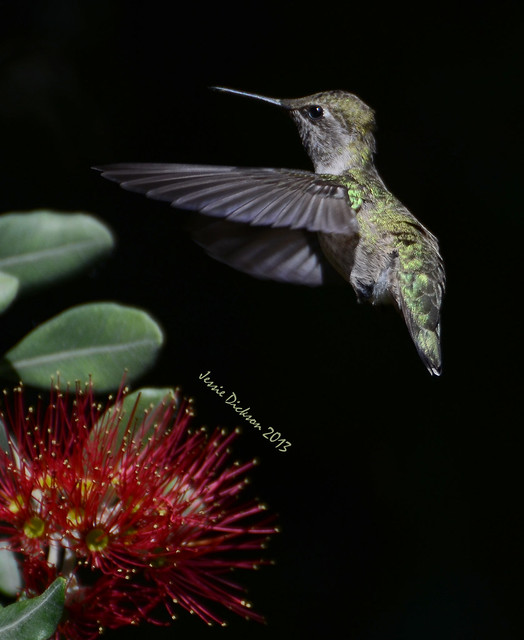 Hummingbird copy