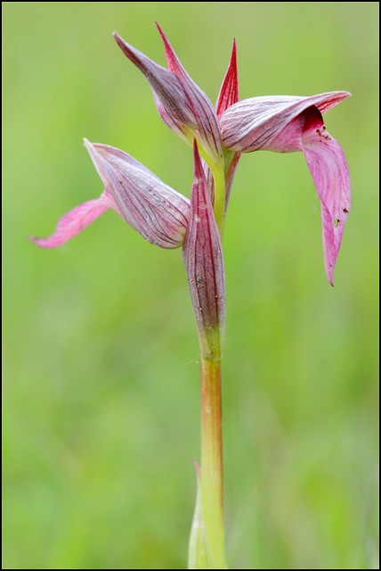 Orchidée Sérapias langue (Serapias lingua)