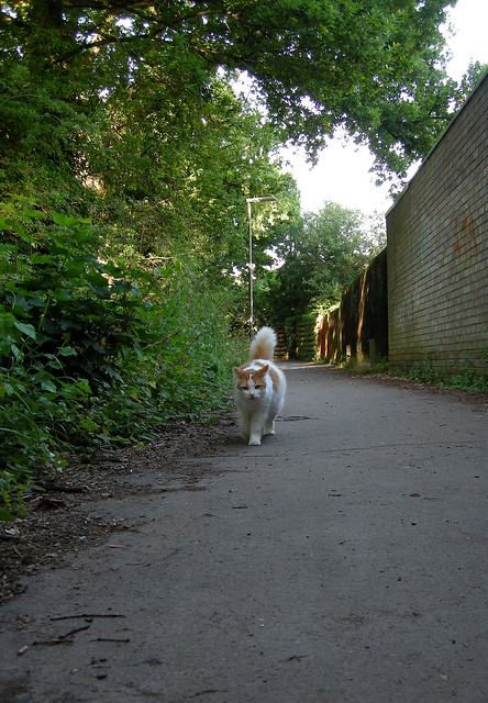 30 06 2013 (181) Down these mean towpaths a cat must go