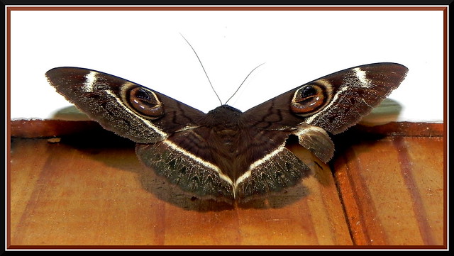 Cream striped owl moth (Cyligramma latona)