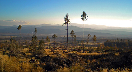 trees landscape tatry vysoké