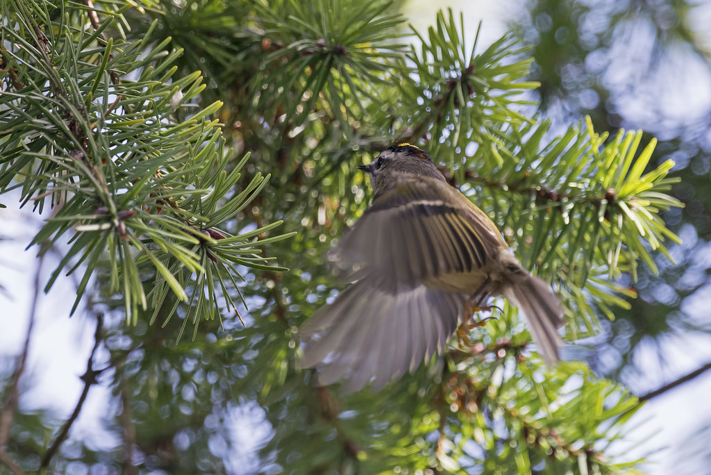 Golden-crowned Kinglet in flight | I decided to post this on… | Flickr