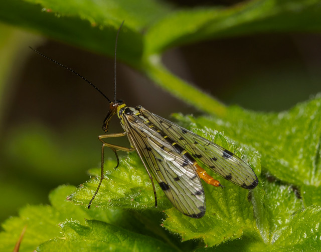 Female-scorpion-fly
