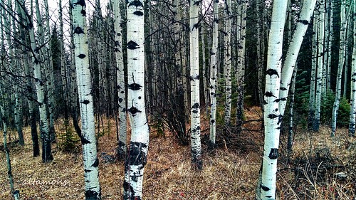 altamons canadian canada alberta poplars aspens aspen canmore