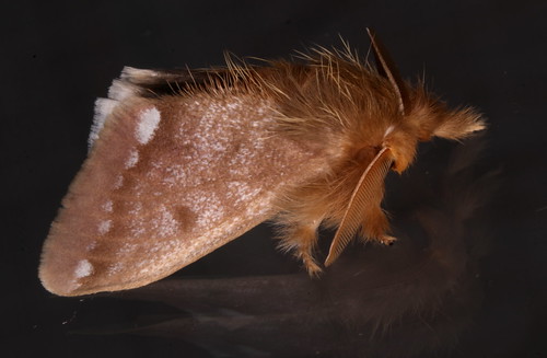 Browntail Gum Moth (Urocoma baliolalis) | Victor Fazio | Flickr