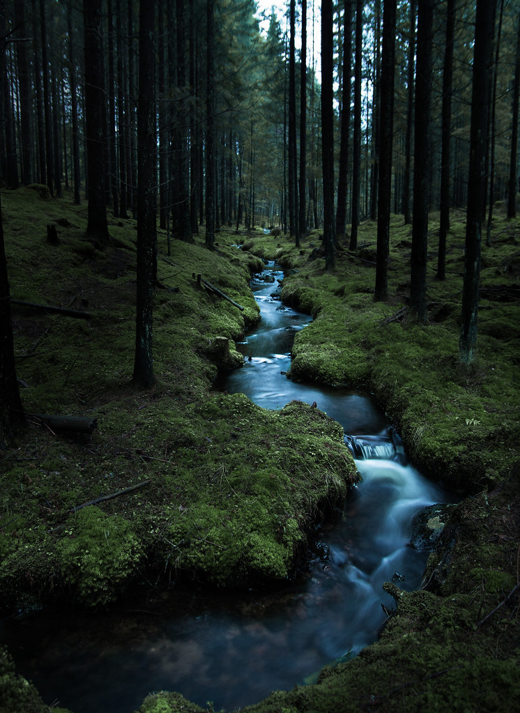 dark woods creek