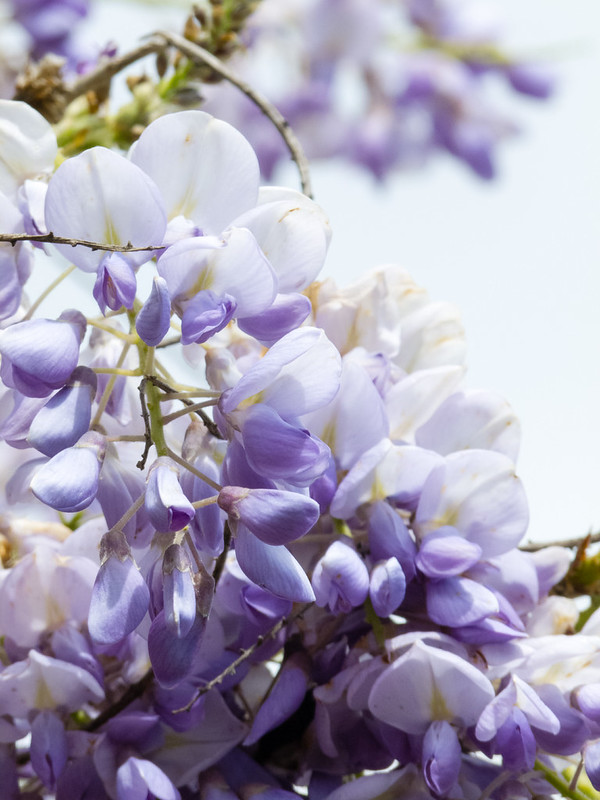 Wisteria