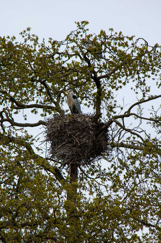 Herons at the nest, Pendeford Mill