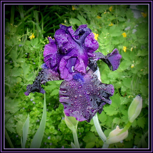 Raining on the iris | by edenseekr
