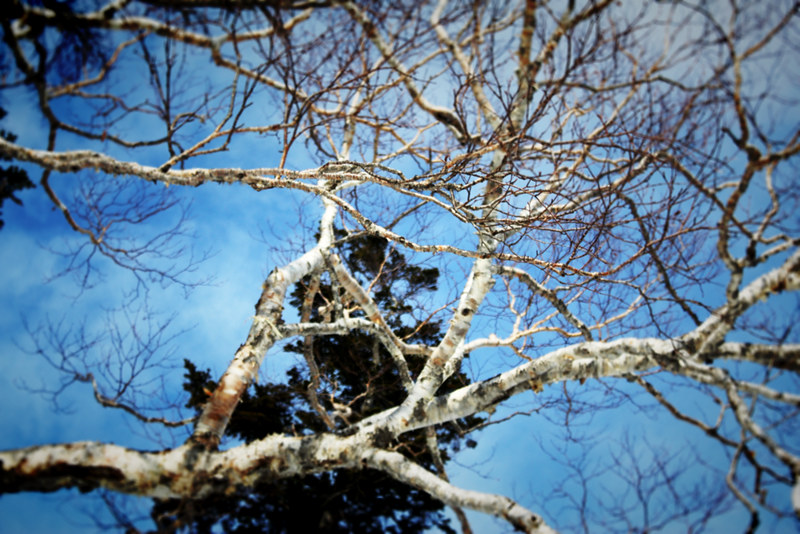 残雪期の至仏山