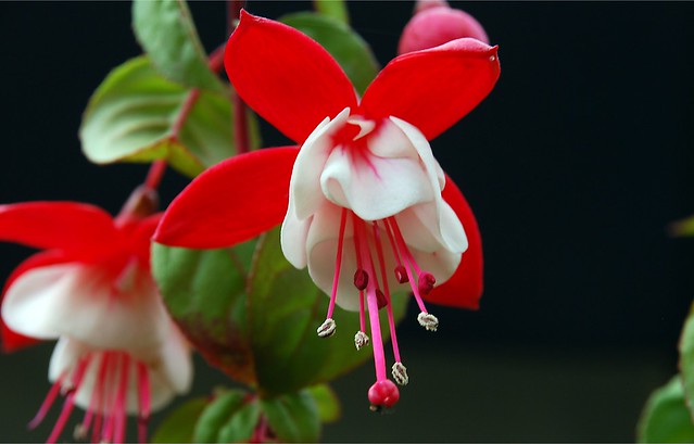Fuchsia in our hanging baskets on our awning (3)