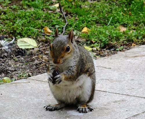 Squirrel | by Lee Leigh 76