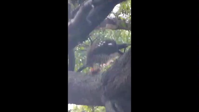 Brown Goshawk - Accipiter fasciatus feasting on a bird