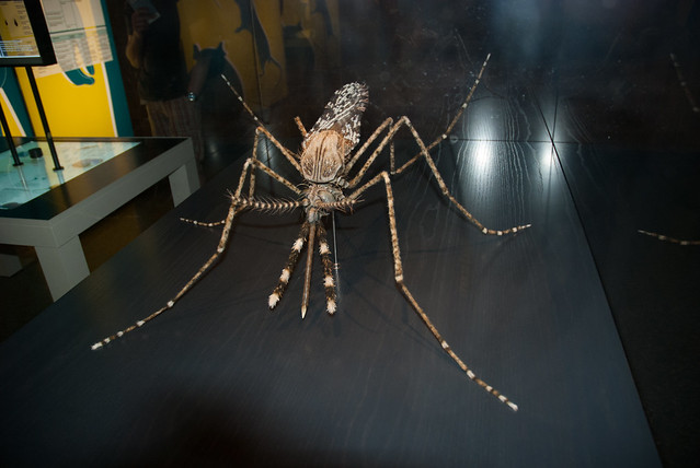 Model of a mosquito