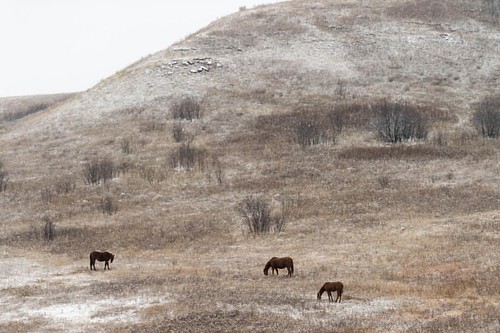 northdakota cannoballnorthdakota landscapes northdakotalandscape horses danielkriegerphotography