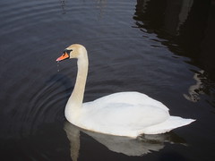 Mute Swan, Cape May Meadows, NJ, March 12,2012
