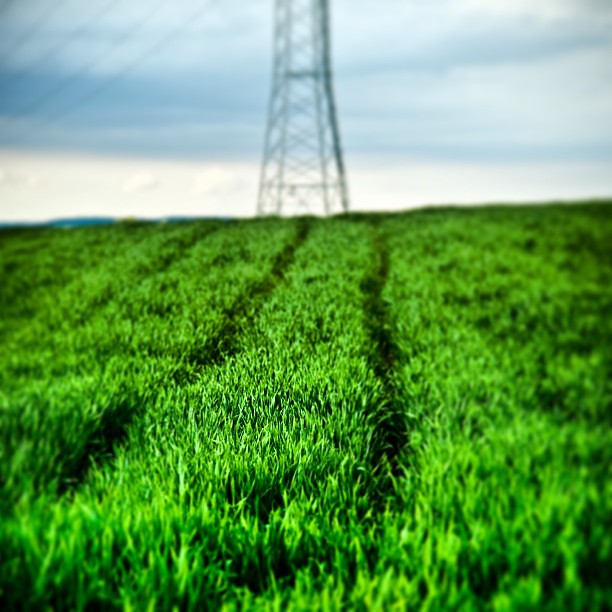 tracks in the field