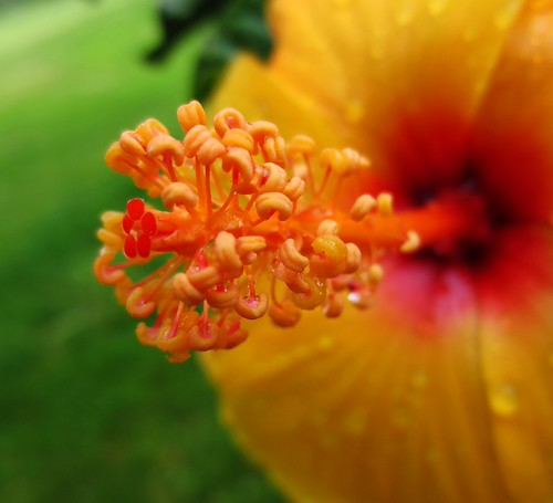 Backyard hibiscus. | by knotafrayed
