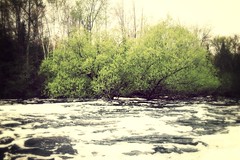 May 22 - Live tree in foamy Sailor Creek off Dam Rd, SE of Fifield, WI