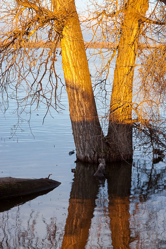 morning trees sunrise reflections spring flora colorado unitedstates lakes commercecity waterscapes barrlakestatepark