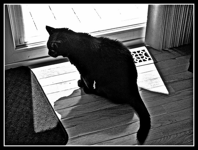 Sassy - Black & White Photo by STEVEN CHATEAUNEUF - May 28, 2013