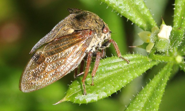 Treehopper Centrotus cornutus-Family: Membracidae
