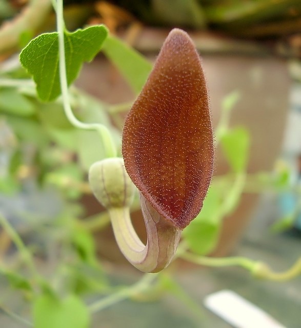 Aristolochia baetica 3529-1; Aristolochiaceae (1)
