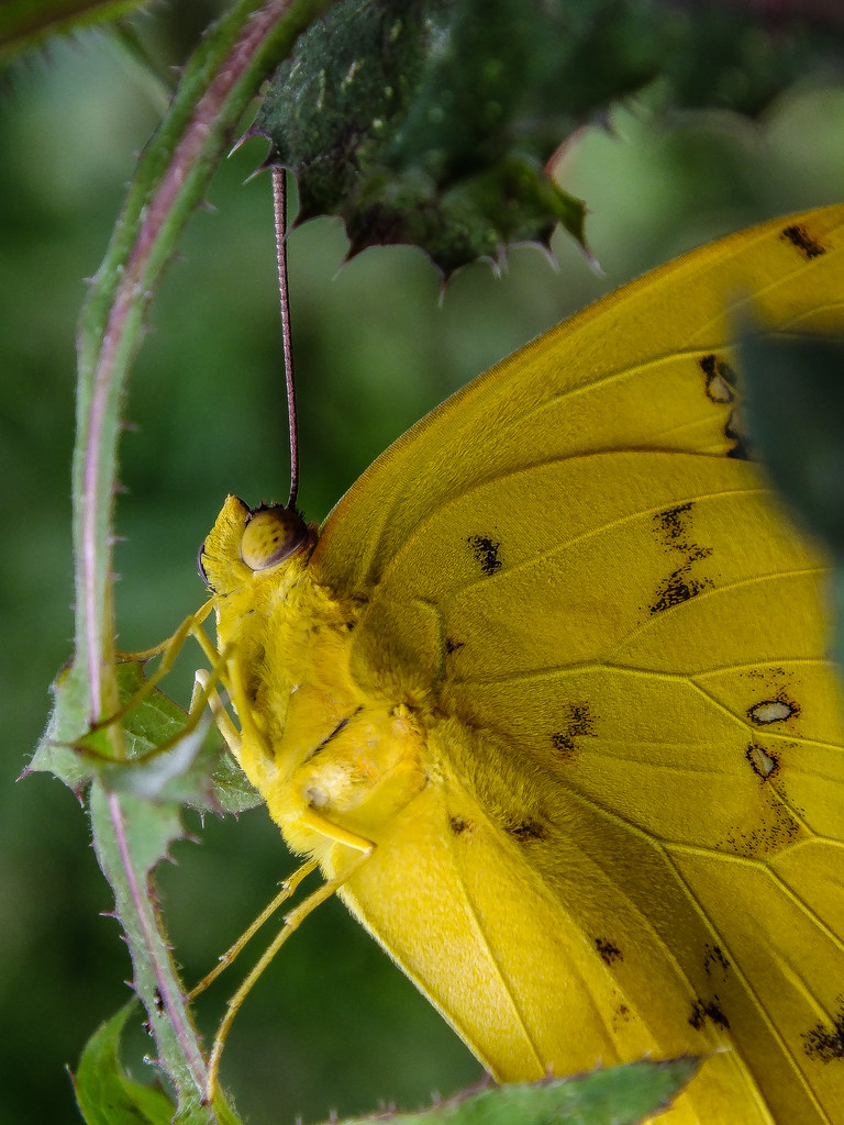 Dat Yellow Macro | Bom e velho macro de insetos. Um belo ins… | Flickr