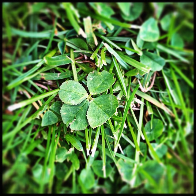 I just look down and they pop out at me. #fourleafclover Third one this year; second one today!
