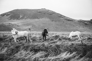 Icelandic Horses | Iceland | Modes Rodríguez | Flickr